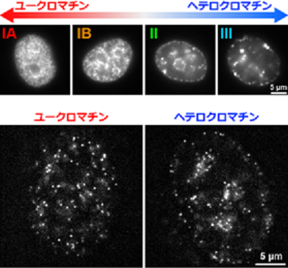本研究で開発した複製依存的ヒストン標識