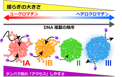 図3DNAが不規則に凝縮した「塊」(クロマチンドメイン)内でのヌクレオソームの動き